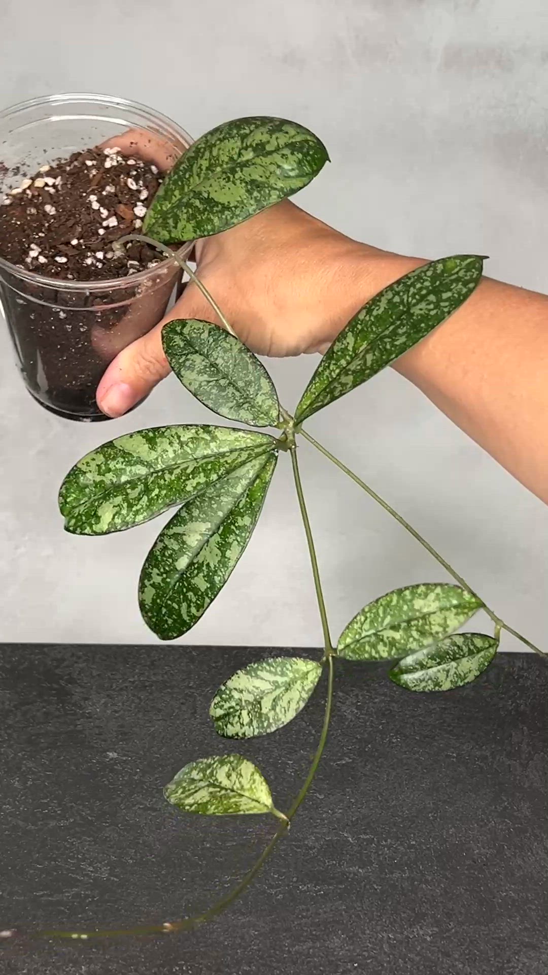 Hoya crassiopetiolata (splash)